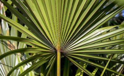 Можно ли держать пальму в квартирах: что приносит растение в дом - skuke.net