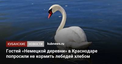 Гостей «Немецкой деревни» в Краснодаре попросили не кормить лебедей хлебом