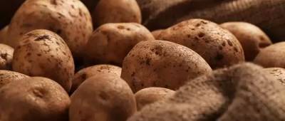 В украинской картошке обнаружили рак: опасен ли такой овощ?