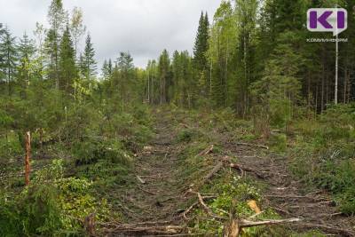 В Минприроды Коми обсудили вопросы недоимки по платежам за использование лесов