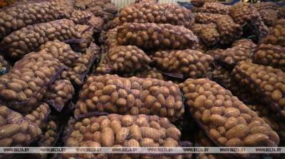 В стабфонды Гродненской области заложат около 1,2 тыс. т картофеля