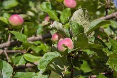 Как спасти яблоню при появлении плесени: секреты опытных огородников