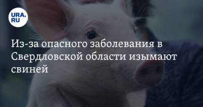 Из-за опасного заболевания в Свердловской области изымают свиней