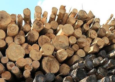В Тюмени курганец получил срок за контрабанду леса на сумму в 14 млн рублей