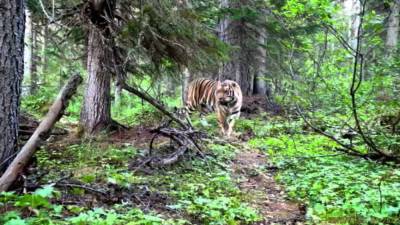 В Хабаровском крае амурский тигр зашел севернее своего ареала