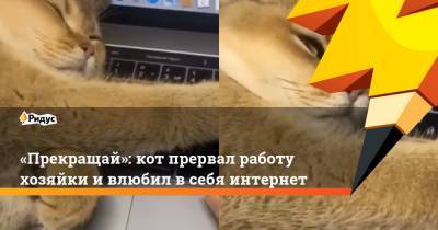 «Прекращай»: кот прервал работу хозяйки ивлюбил всебя интернет