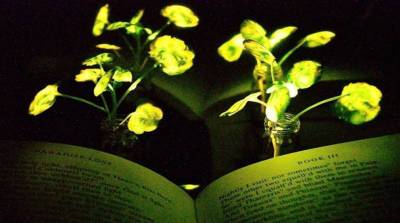 Ученые создали светящиеся растения, которые могут заменить фонари