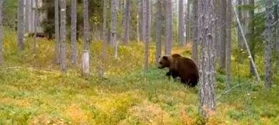 В Карелии медведь красиво пробежал по лесу в честь Дня работников заповедников и нацпарков (ВИДЕО)