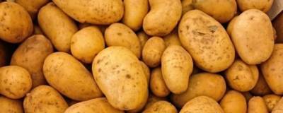 Глава Минсельхоза Рачаловский назвал причину роста цен на картофель в Ростовской области