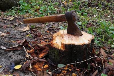 Зауралец с пособником незаконно вырубил деревья на полтора миллиона рублей