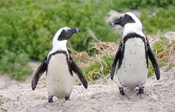 Ученые расшифровали говор африканских пингвинов
