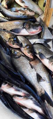 В водоём при Ростовской АЭС запустили 7 тонн рыбы