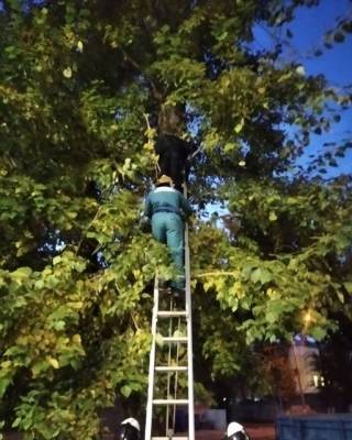 В Ульяновске подросток полез за мячом на дерево и застрял