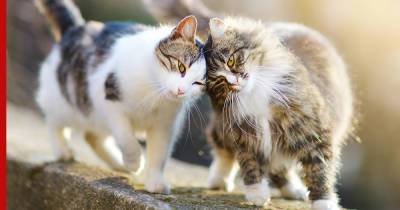 Самые дружелюбные: какие породы кошек лучше всех ладят с другими питомцами