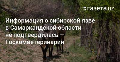 Информация о сибирской язве в Самаркандской области не подтвердилась — Госкомветеринарии