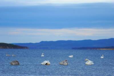 В Печенгском районе лебеди-кликуны готовятся к перелету