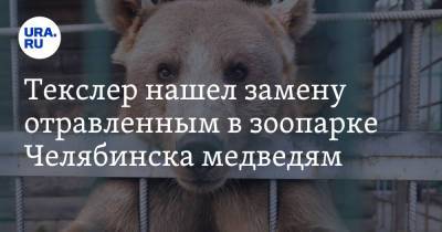 Текслер нашел замену отравленным в зоопарке Челябинска медведям. Фото