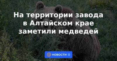 На территории завода в Алтайском крае заметили медведей