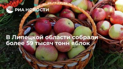 В Липецкой области собрали более 59 тысяч тонн яблок