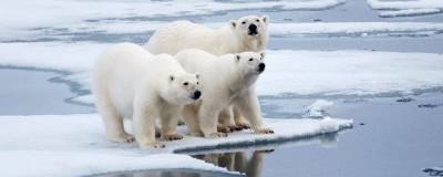 На берегу Колымского залива в Якутии собралось рекордное для осени число белых медвежат