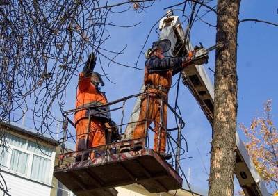 В Рязани проводится валка аварийных деревьев