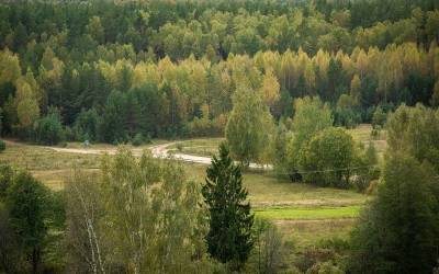 В Смоленской области из категории земель лесного фонда незаконно вывели более 6 тыс. га