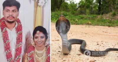 В Индии муж убил жену коброй: суд вынес приговор