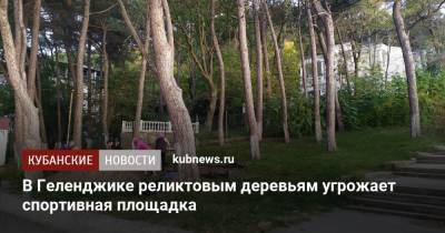 В Геленджике реликтовым деревьям угрожает спортивная площадка