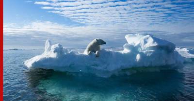 Из-за таяния льдов в Арктике белые медведи могут исчезнуть к концу 21 века