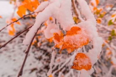 Первый снег порадует жителей Ленобласти уже на следующей неделе