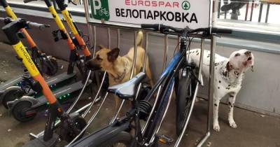 Россияне поспорили из-за привязанных к велопарковке собак
