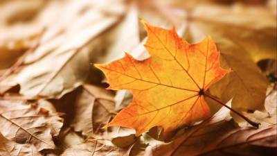 Листья-убийцы? Какие болезни провоцирует шуршащая осенняя листва