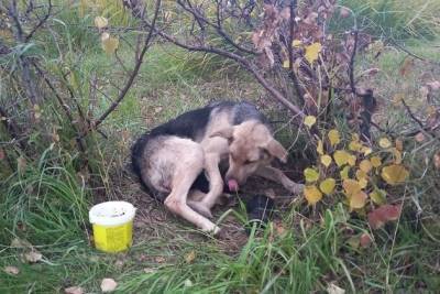 Сапожников: Ощенившаяся собака на площади — не признак, что «Спецтехтранс» плохо работает
