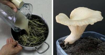 Бутылка + солома + любой гриб: самый простой и эффективный способ выращивание грибов