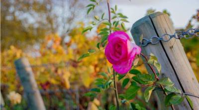 Чем обработать розы осенью для защиты от болезней - skuke.net