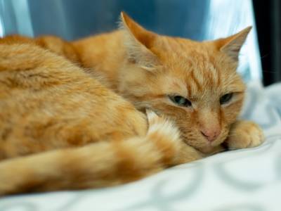 Ученые объяснили, почему нельзя оставлять кошек дома одних