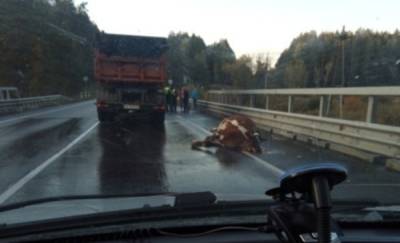 На трассе Курган – Тюмень грузовик насмерть сбил корову, появившуюся на мосту - фото