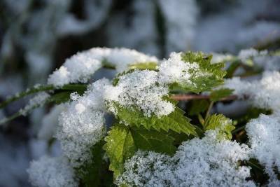 В Курской области на следующей неделе возможен снег