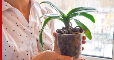 Почему не цветет орхидея: очевидные и неожиданные причины