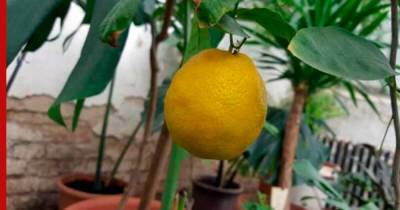 Как вырастить дома лимон из косточки: советы новичкам и основные хитрости