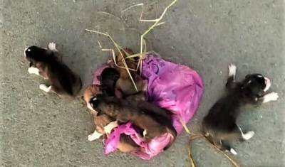 В Тюменской области работники мусоровоза спасли щенков от пресса