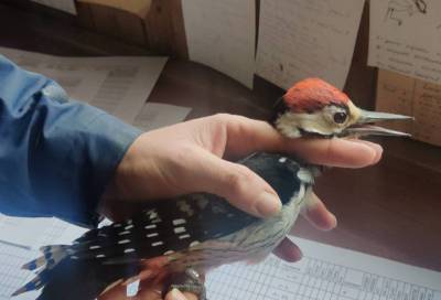 В сети ленинградских орнитологов попал гость с красной "шапочкой"