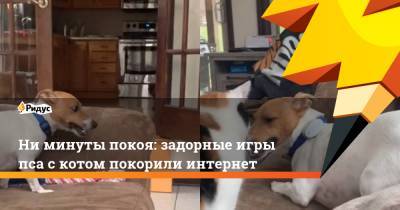 Ни минуты покоя: задорные игры пса с котом покорили интернет