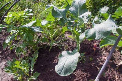 Как собрать богатый урожай капусты с помощью валерьяны: секреты опытных огородников