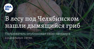 В лесу под Челябинском нашли дымящийся гриб. Фото
