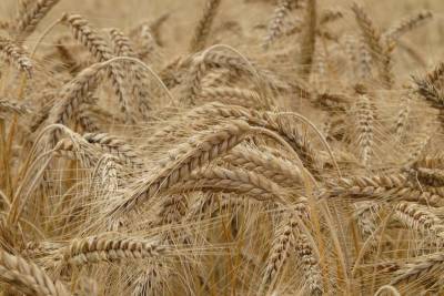 Курганская область экспортировала за границу больше 90 тысяч тонн зерна, льна и пшеницы