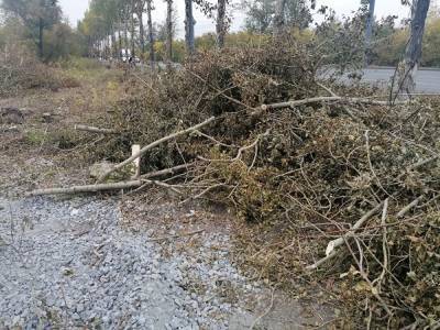 В Тракторозаводском районе Челябинска коммерсант вырубил клены на ₽1,5 млн