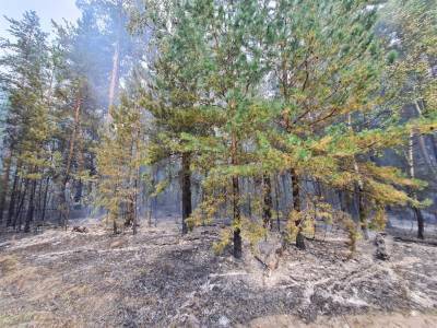 В 2021 году в Ульяновской области зафиксировано уже более 100 лесных пожаров