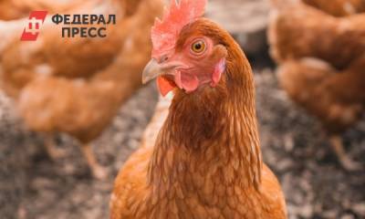 На крупнейшей тюменской птицефабрике из-за птичьего гриппа изымут кур и яйца
