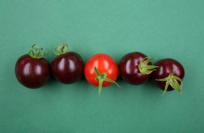 В Германии создали фиолетовые помидоры: свекла помогла